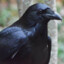 Raven444