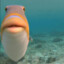FunniFish