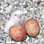 the egg zone