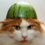 gato sandía