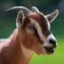AngryGoat5