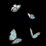 Daphne blue