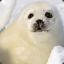 Baby-Seal