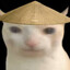 Chinese Cat