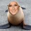 Sealion Dion