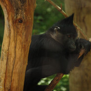 Mustamangabi - steam id 76561198138787031