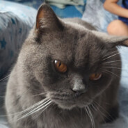 sheesh - steam id 76561199040864957