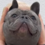 radinho_1 avatar