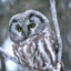 boreal owl