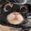 乌漆漆的仓鼠