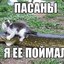 Миллый котик