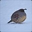 TheMoonlightQuail