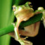 Frog2