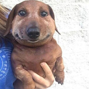 хамстер коини