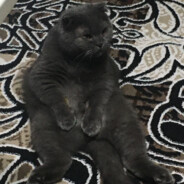 SHeeeeeeeeeeeeeeeeeeeeeeeeeeeesh