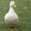 a duck