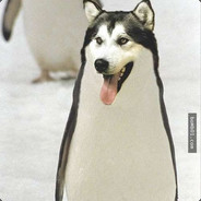 阿贵儿