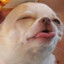 DOG GY