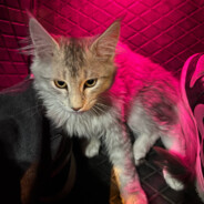 悍匪修猫麦乐福