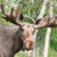 Moose