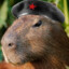 Comandante Capybara