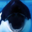 Killer Whale