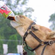 [Fanta_Freake]_Pr0.SuR£