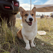 苗某身上富婆倚