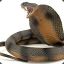cobrasnake
