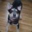 DingoBot