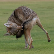 Coyote