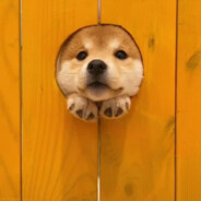 你赖东东不错嘛