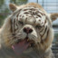 downy white tiger