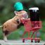 Dairypig