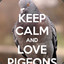 Don&#039;tTouchMyPigeons