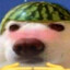 блядокрут яйцетр