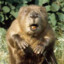 Very_BIG_Beaver