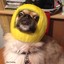 Dog with yellow melon on head