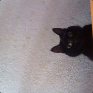 [V.V.G.]МЕГАПИХАРЬ