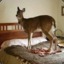 deer on the bed
