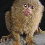 marmy - steam id 76561197963245533