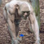 Buff Smeagol