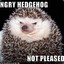 IamAngryHedgehog