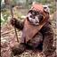 Ewok_243