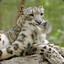 XlSnowLeopardlX