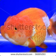 GFISH