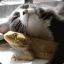 catlizard