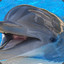 Psotny Delfinek