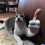 cat lover