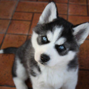 хаскі_младший